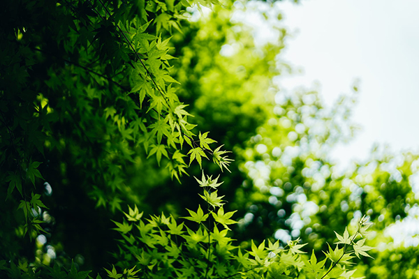 草秋丛绕舍似陶家拼音